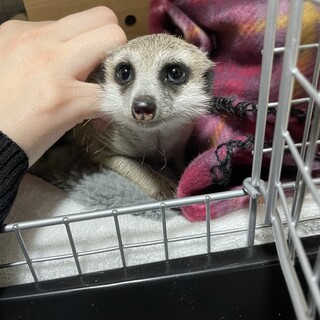 ミーアキャット　生後2ヶ月以内