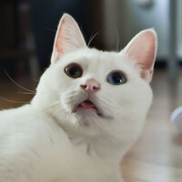 おと