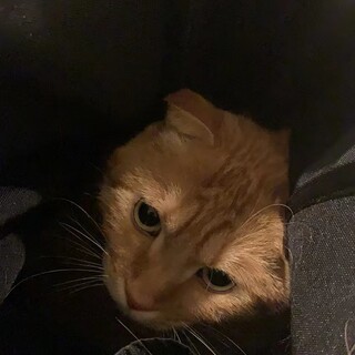 国に帰るため！里親様緊急募集！！