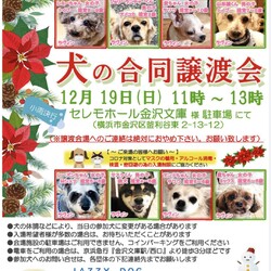 犬の合同譲渡会 サムネイル1