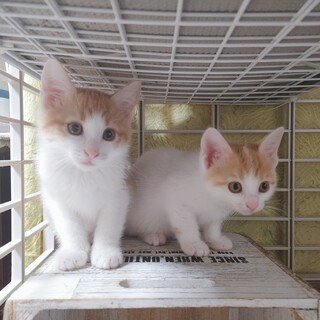 白茶の一郎くん＆おんちゃん