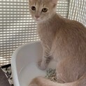 （募集一旦停止）珍しい毛色のクリーム君