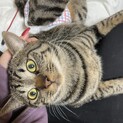5匹の成猫を保護しました。