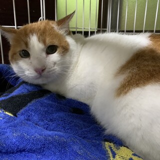 優しく人慣れ抜群の大きい男の子