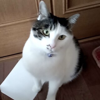 愛情たっぷり希望！甘えん坊のリン君