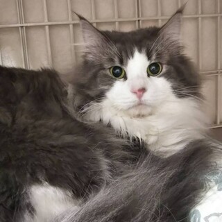 イケメンのノルウェー男の子