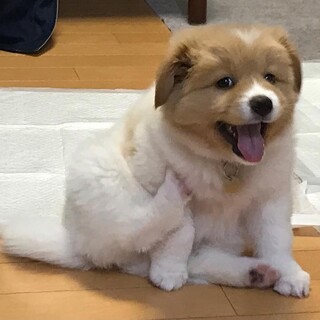 「めぐ」女の子