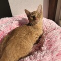 茶虎ゴロゴロ活発Boy人馴れ◎お子様OKよもぎ君