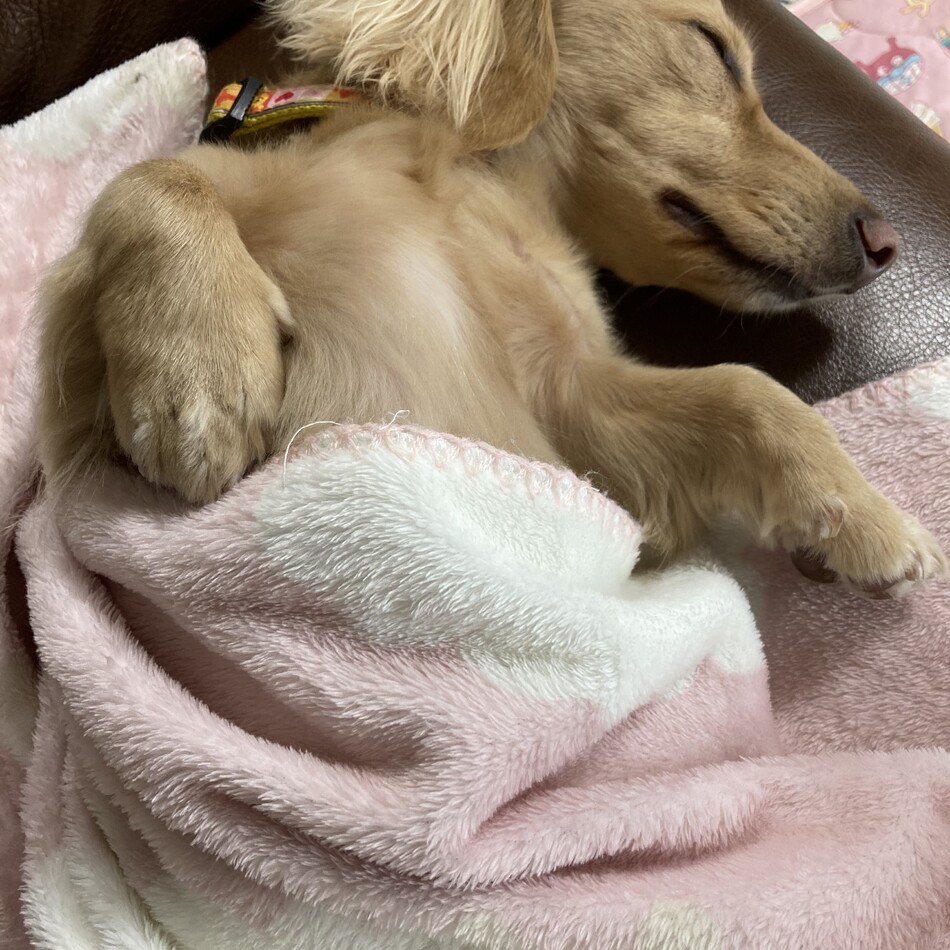 ニコのカバー写真