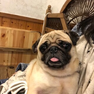 元気なパグ♀桃乃ちゃん
