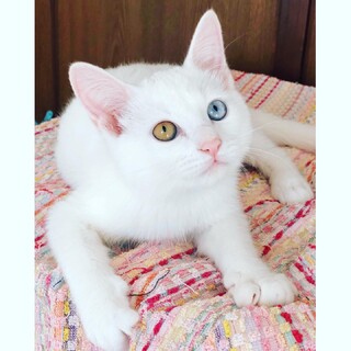 【募集停止中】先住さん有のご家庭限定白猫モナカ君