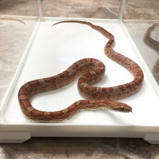 大事に育ててくれる方