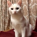 真っ白に変身予定！　橙ちゃん（だいちゃん）　9ヶ月