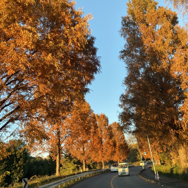 れーすのカバー写真