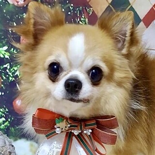 網走（あばしり）激かわチワワ男子❤