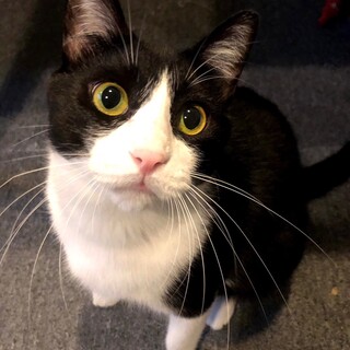 大阪１２月11日藤井寺ほご猫譲渡会参加猫♂ドラ