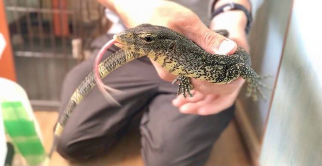 ナイルモニターの紫音 し 奈良県 爬虫類 他の里親募集 ペットのおうち 月間利用者150万人