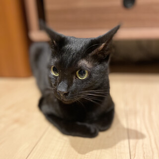 【天真爛漫ボーイ】甘えるの大好き太陽くん
