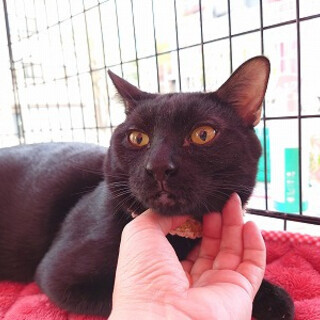 遊ぶの大好き黒猫さんです！