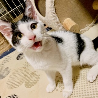 【甘え上手なやんちゃボーイ】個性的な白黒ポルトくん