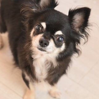 チワワのモネ！