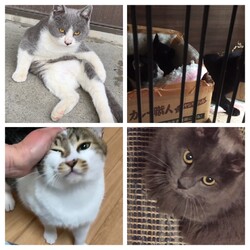 久留米/猫の譲渡会　くるめ動物応援団