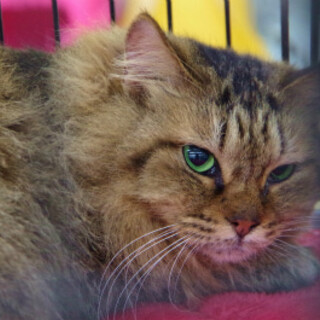 長毛がキレイな女の仔です♪