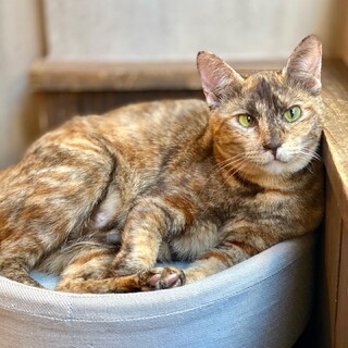 人懐っこいサビ柄ジーマミちゃん