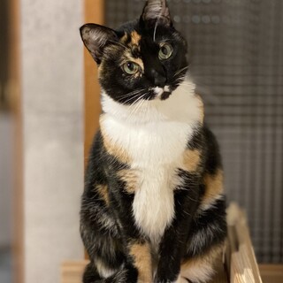 サビのような三毛猫タビちゃん