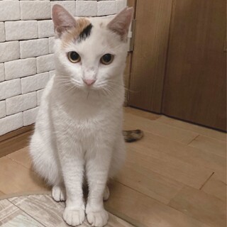 白三毛まる子