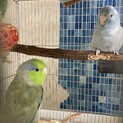 マメルリハペア