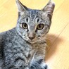 人馴れOK！ぺろぺろ可愛いサラちゃんです♡ サムネイル3