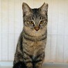 人馴れOK！ぺろぺろ可愛いサラちゃんです♡ サムネイル4