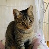 人馴れOK！ぺろぺろ可愛いサラちゃんです♡ サムネイル5