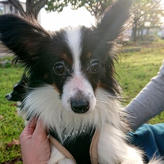 パピヨンMIXの男の子 ジーノ君