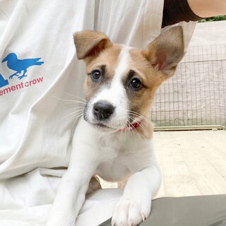 陽気で懐っこい♡キキちゃん　3ヶ月