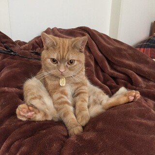 アメショの女の子です♪