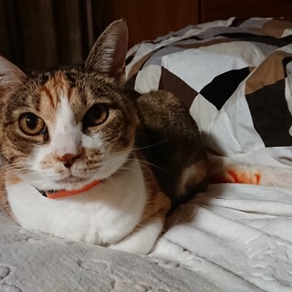 三毛猫のまおちゃん　ボール遊び大好きなシニア猫です