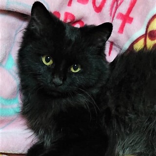 チャーミングなカギしっぽの、しっぽなくん