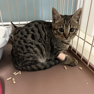 生後3ヶ月のキジトラ兄弟①