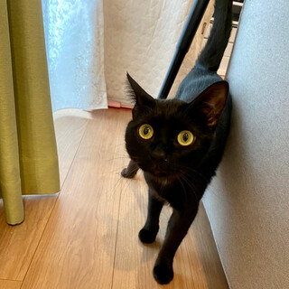 【お見合い随時】人馴れ抜群元気いっぱい黒猫男子