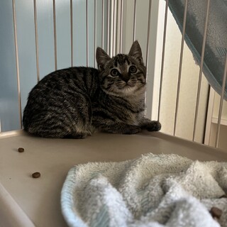 生後3ヶ月キジトラ兄弟②