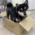 甘えたがりな豆柴ポン太丸！