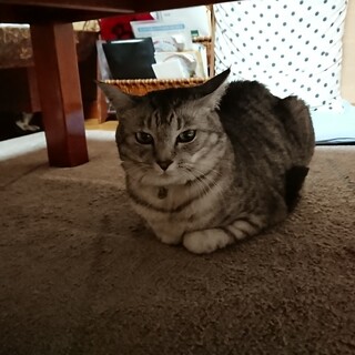 サバトラのミミちゃん　元気な女の子です