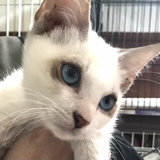 【ハウル】おかげさまで里親様が決まりました。