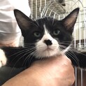 【ラピュタ】おかげさまで里親様が決まりました。