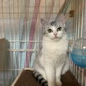 お目目ぱっちりサバ白美猫ちゃん♡