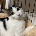 生後8ヶ月の男の子♪お留守番もできるお利口さん♪
