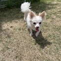 ミックス犬の女の子！