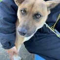 人馴れ犬慣れしてる可愛い中型犬です!!